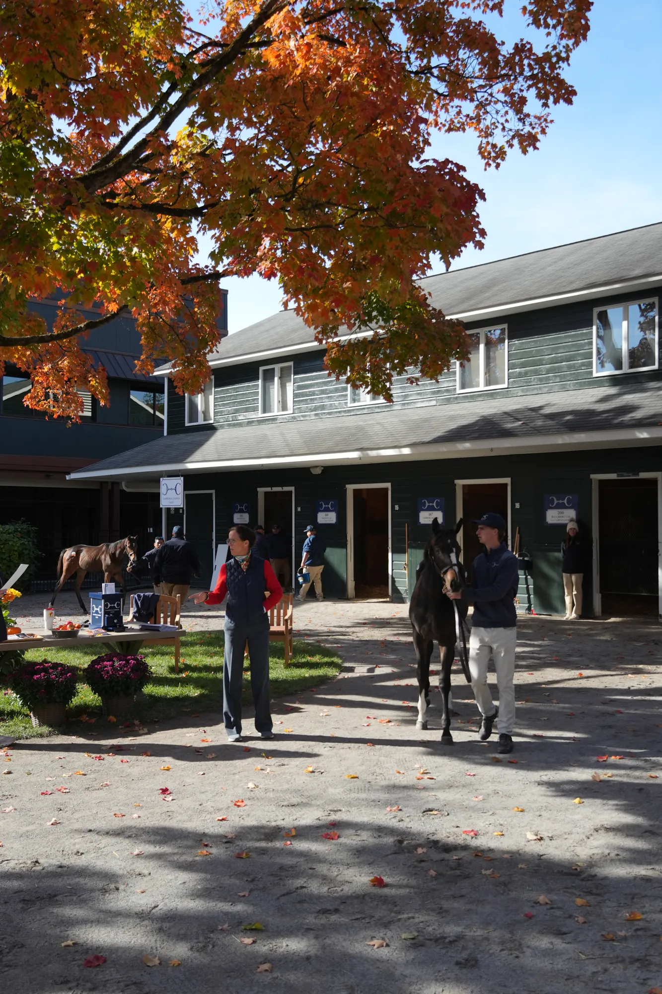 Autumn at the Saratoga shedrow with a yearling being shown