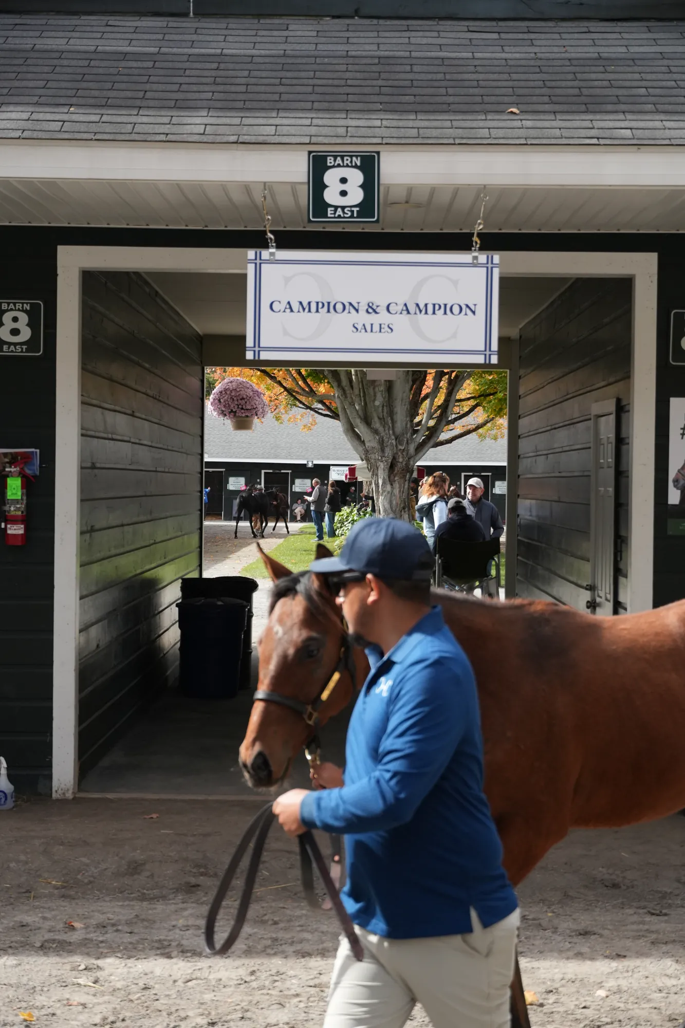 A handler with a bay yearling at Barn 8