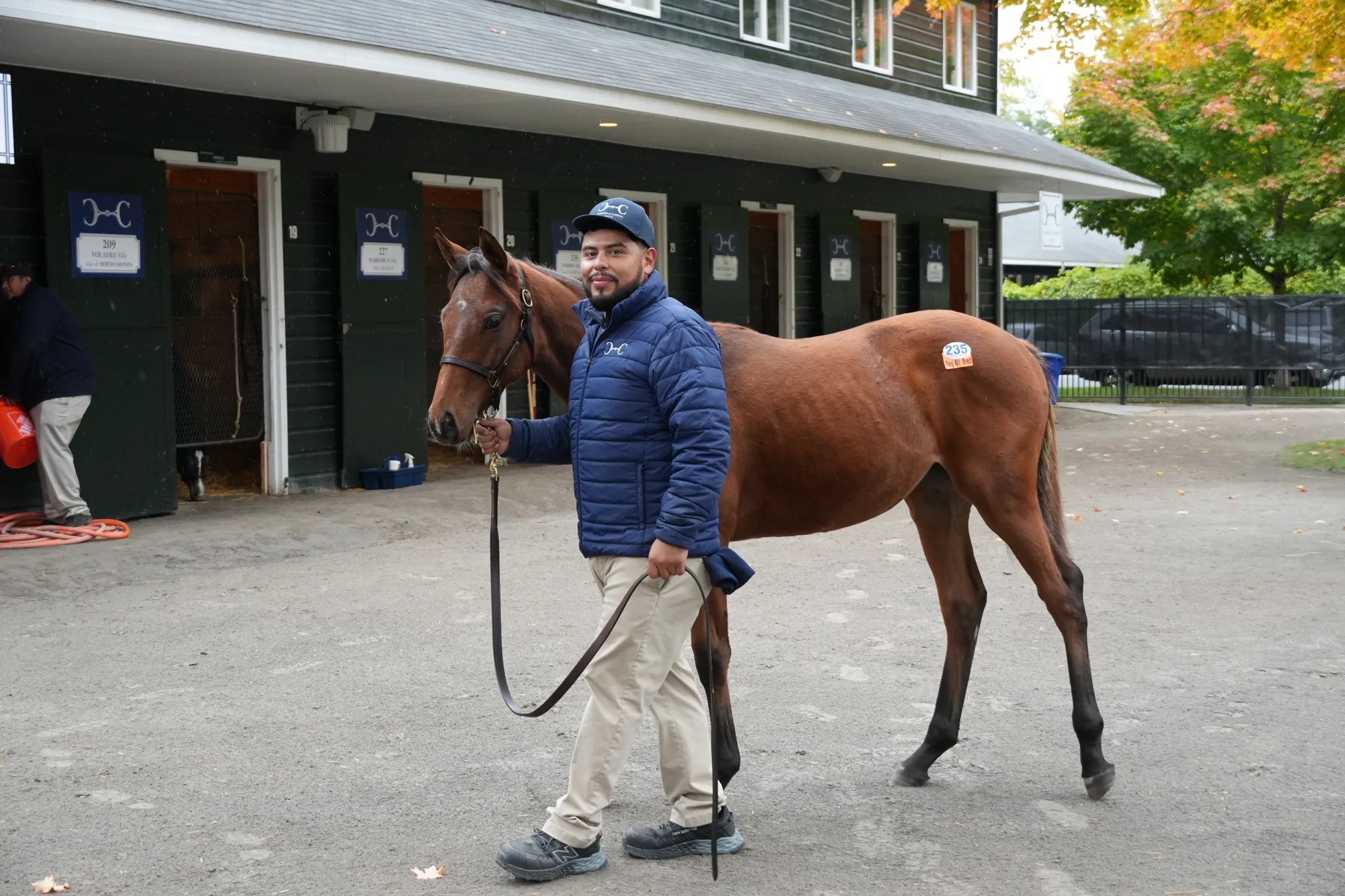 A yearling shown on the Saratoga sales grounds